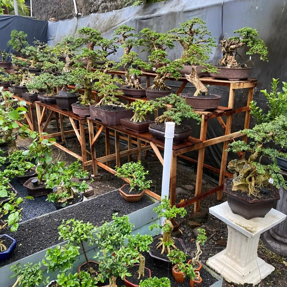 Bonsai Premium Gemilang Bonsai