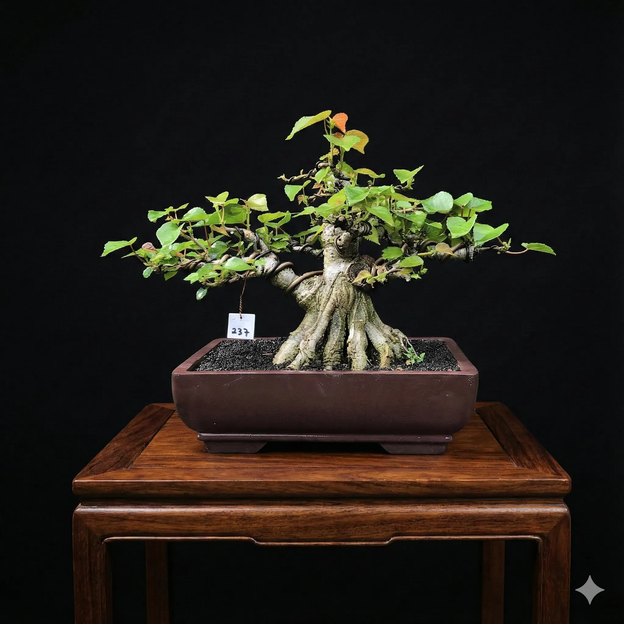Bonsai Gemilang